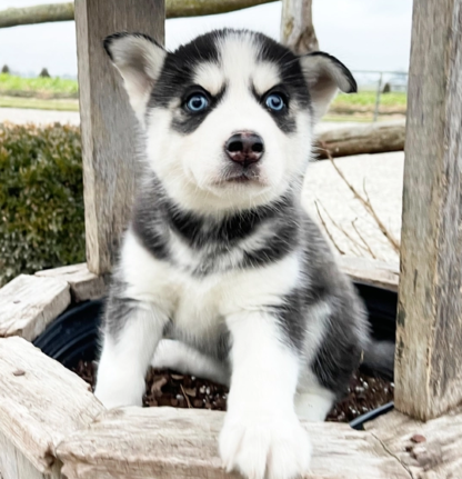 siberian husky kaufen schweiz