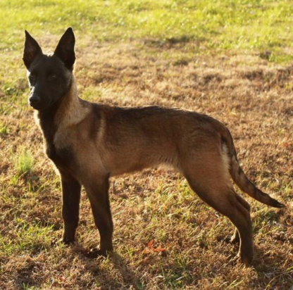 Freedom : Männliche Malinois-Welpen zu verkaufen - tiere-kaufen.com