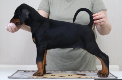 Harry: Weiblich Doberman Pinscher Welpe zu verkaufen