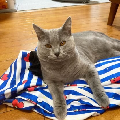 Kartäuser Katzen zu verkaufen