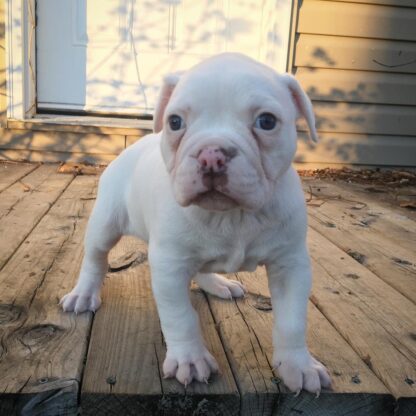 Kuma : Weibliche American Bulldogge zu verkaufen - Image 2