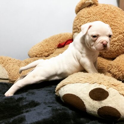 Kuma : Weibliche American Bulldogge zu verkaufen