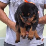 Leo :  Männliche Rottweiler Welpe zu verkaufen - tiere-kaufen.com