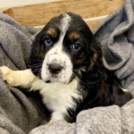 Magnolia: Weiblich English Springer Spaniel Welpe zu verkaufen