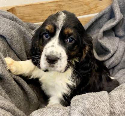 Magnolia: Weiblich English Springer Spaniel Welpe zu verkaufen