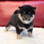 Mandy: Weibliche Shiba Inu Welpe zu verkaufen