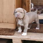 Max: Männliche American Bully Welpe zu verkaufen