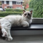 Ragdoll Katzen zu verkaufen