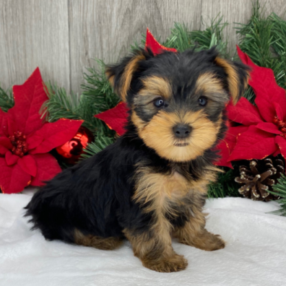 yorkshire terrier kaufen