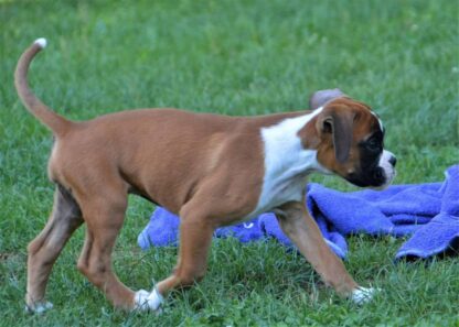 Sam: Männliche Boxer welpe zu verkaufen