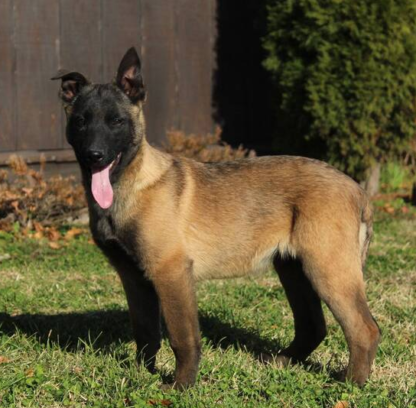 Timber : Männliche Malinois-Welpen zu verkaufen - tiere-kaufen.com