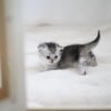 Tiger : Männlich Munchkin zu verkaufen - tiere-kaufen.com