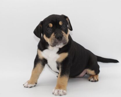 Raven : Weibliche American Bully Welpe zu verkaufen - Image 5