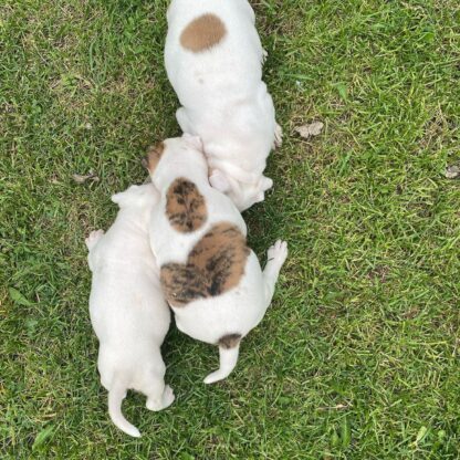 Aspen: Weibliche American Bulldogge zu verkaufen - Image 5