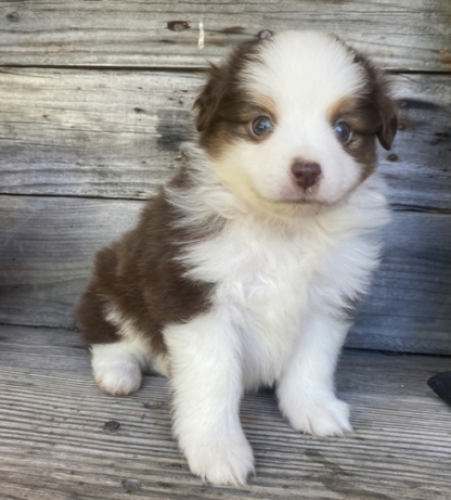 Brandy : Weibliche-  Australian Shepherd Welpe