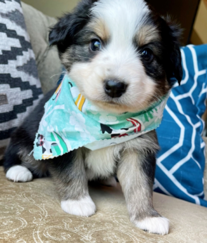 Chip : Männliche -  Australian Shepherd Welpe