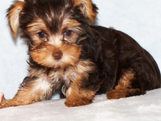 Yorkshire terrier welpen kaufen