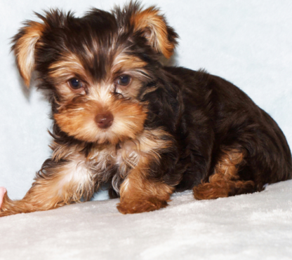 Yorkshire terrier welpen kaufen