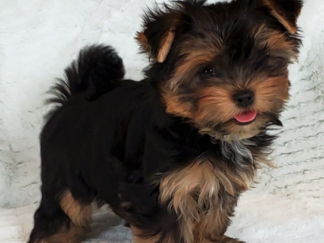 Yorkshire terrier welpen