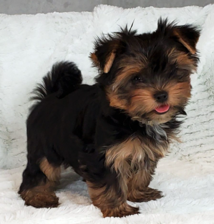 Yorkshire terrier welpen