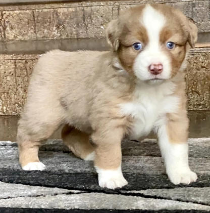 Lilli : Weibliche -  Australian Shepherd Welpe - tiere-kaufen.com