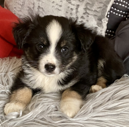 Beebob : Männliche -  Australian Shepherd Welpe - Image 2