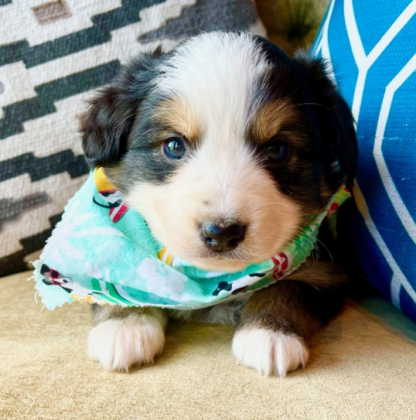 Chip : Männliche -  Australian Shepherd Welpe - Image 3