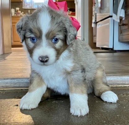 Poppy : Männliche -  Australian Shepherd Welpe - tiere-kaufen.com