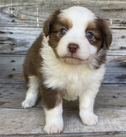 Brandy : Weibliche-  Australian Shepherd Welpe - Image 3