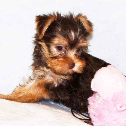 Gia: Weibliche - Yorkshire terrier welpen kaufen - Image 3