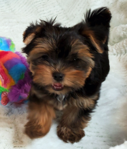 Lanie : Männlich - Yorkshire terrier welpen kaufen - Tiere-Kaufen.com - Image 3