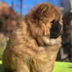 Rosie: Weibliche - Chow Chow welpen kaufen - tiere-kaufen.com