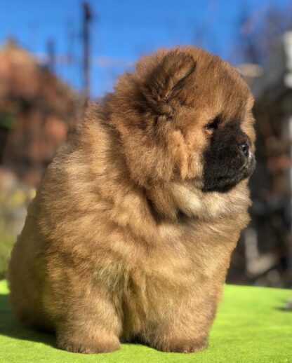 Rosie: Weibliche - Chow Chow welpen kaufen - tiere-kaufen.com