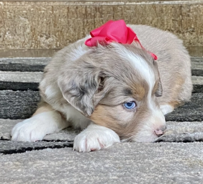 Poppy : Männliche -  Australian Shepherd Welpe - tiere-kaufen.com - Image 3