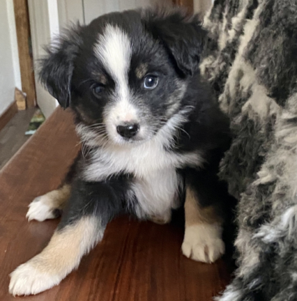 Beebob : Männliche -  Australian Shepherd Welpe