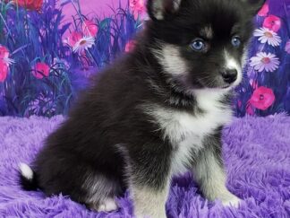 Pomsky Welpen kaufen