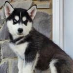 Cloey : Weibliche - siberian husky kaufen - tiere-kaufen.com