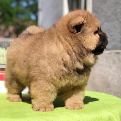 Max : Männliche - Chow Chow welpen kaufen - Tiere-Kaufen.com - Image 2