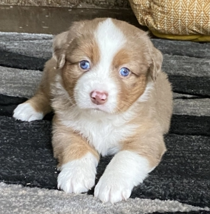 Lilli : Weibliche -  Australian Shepherd Welpe - tiere-kaufen.com - Image 3