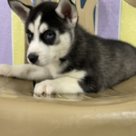 Reuben : Männliche - siberian husky kaufen - tiere-kaufen.com