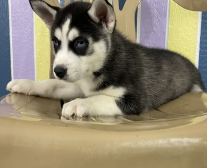 Reuben : Männliche - siberian husky kaufen - tiere-kaufen.com