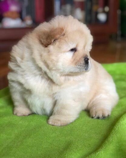 Bailey : Männliche - Chow Chow welpen kaufen - tiere-kaufen.com - Image 2