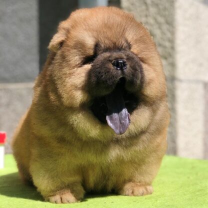 Max : Männliche - Chow Chow welpen kaufen - Tiere-Kaufen.com