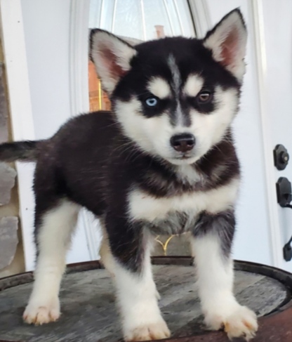 Cloey : Weibliche - siberian husky kaufen - tiere-kaufen.com - Image 2