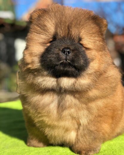 Rosie: Weibliche - Chow Chow welpen kaufen - tiere-kaufen.com - Image 4