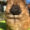 Rosie: Weibliche - Chow Chow welpen kaufen - tiere-kaufen.com - Image 2