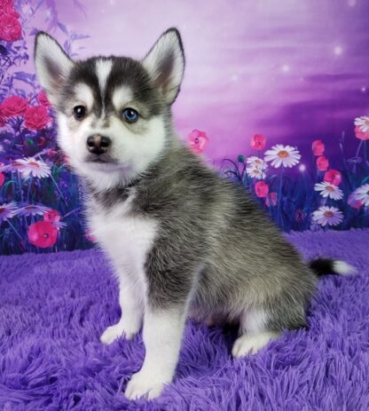 Poco: Männlich - Pomsky Welpen kaufen